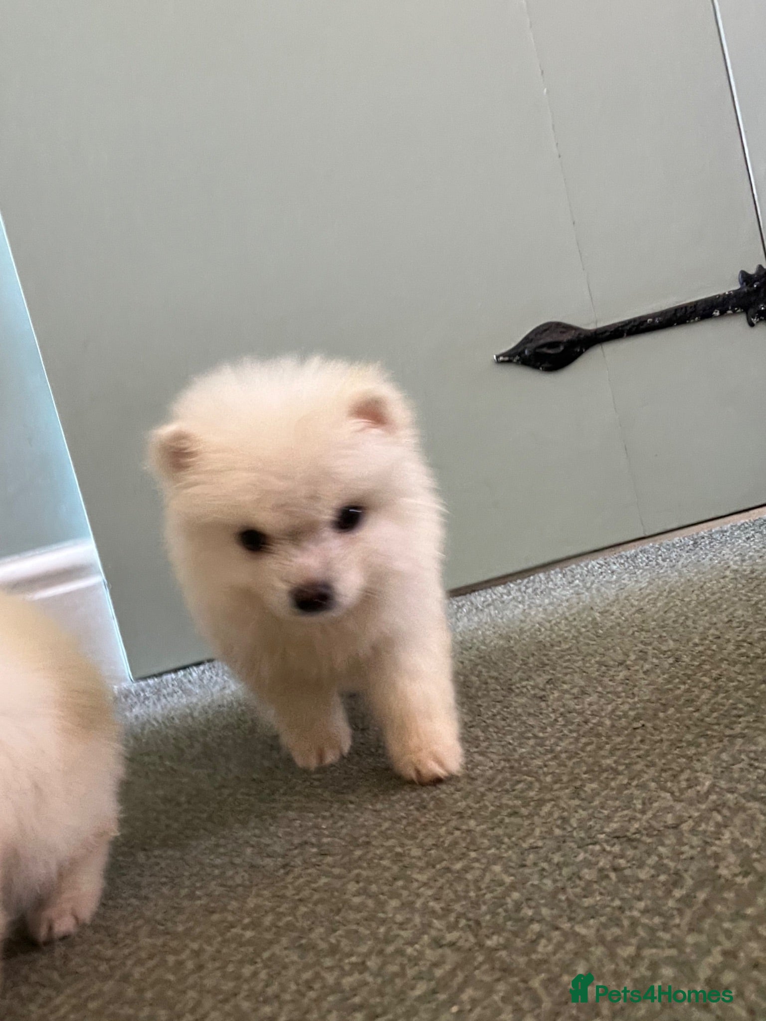 Pomsky dogs CLOUD Pomsky (REDUCED)  - Advert 4