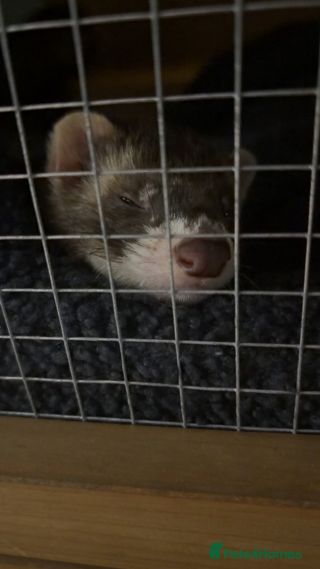 Ferret rodents X2 baby boys bonded ferrets  - Advert 2