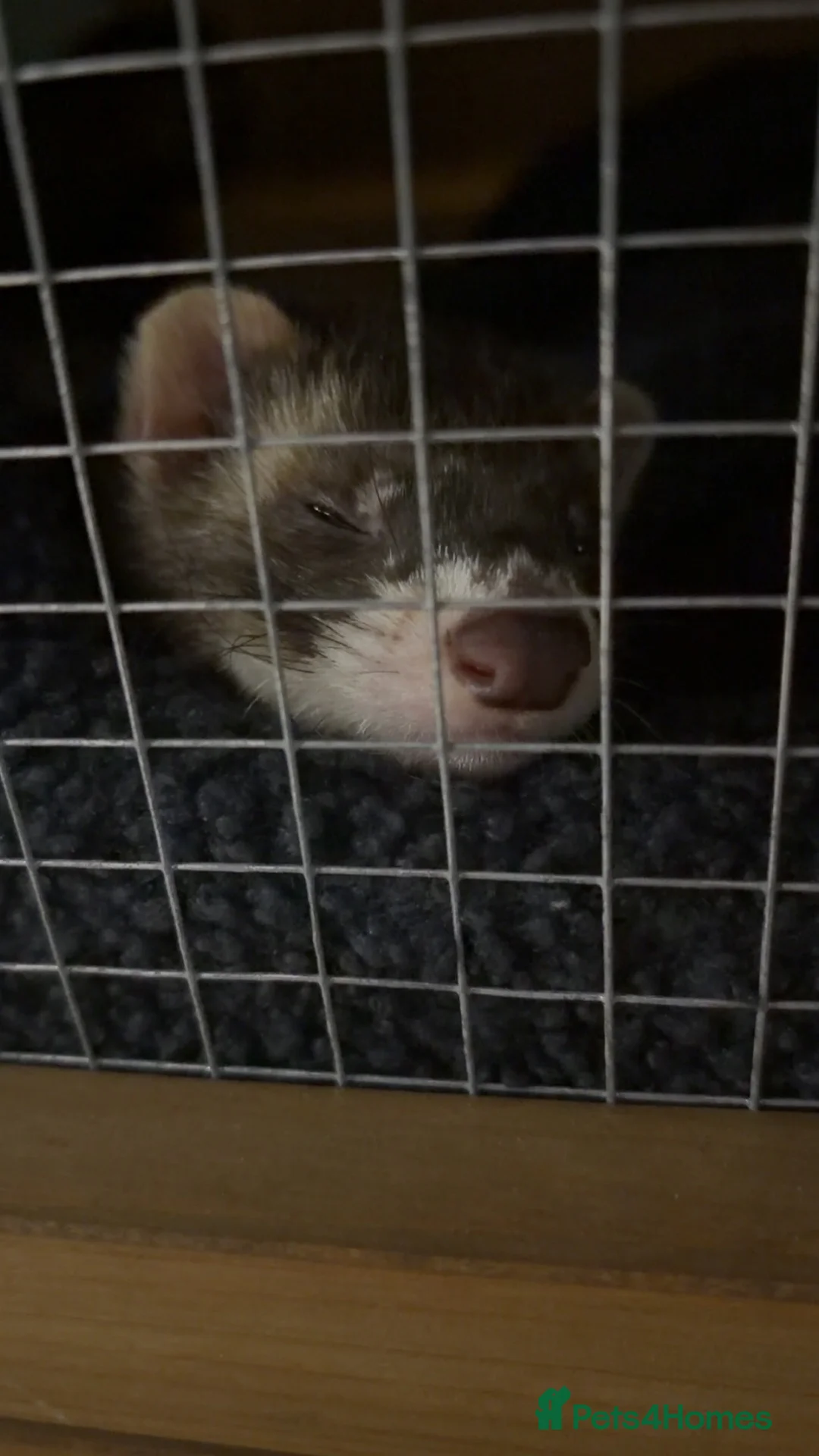 Ferret rodents for sale: X2 baby boys bonded ferrets  in Swindon - Advert 1
