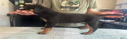 Rottweiler dogs for sale: 14 Gorgeous Rottweiler puppies for sale - Advert 5