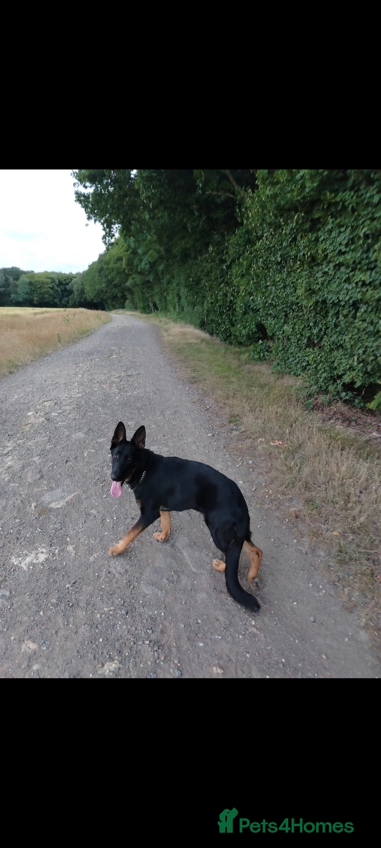 German Shepherd dogs Black Female German Shepherd Alsatian 1 year old - Advert 6