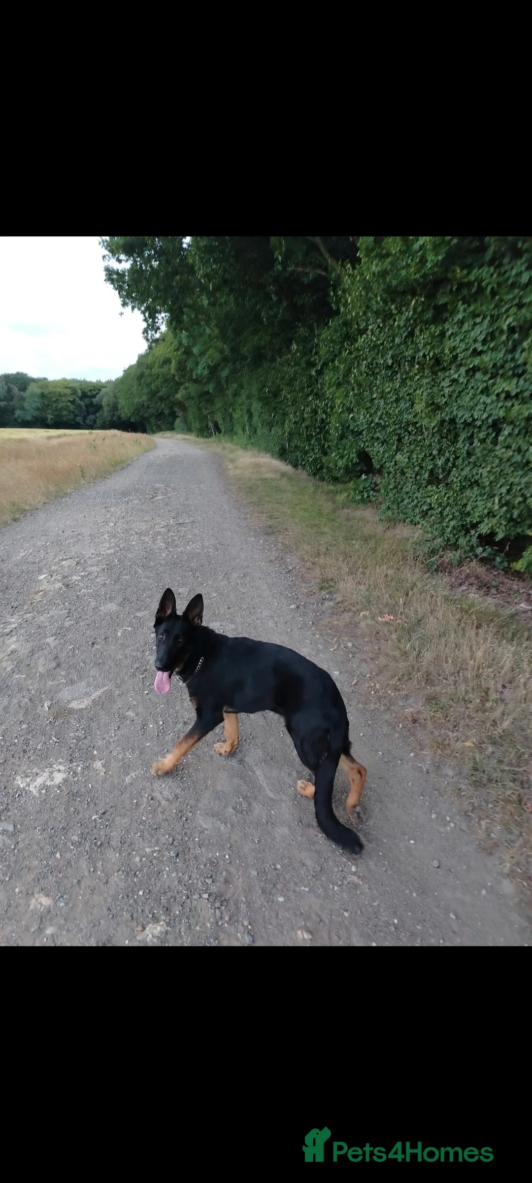 German Shepherd dogs for sale: Black Female German Shepherd Alsatian 1 year old - Advert 1