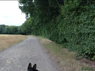 German Shepherd dogs Black Female German Shepherd Alsatian 1 year old - Advert 6