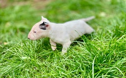 English Bull Terrier dogs for sale: English bull terrier puppy’s  - Image 5