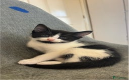 Domestic Shorthair cats for sale: Beautiful litter of kittens!  - Image 6