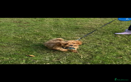 Cavapoo dogs for sale: Male cavapoo for sale  - Advert 4