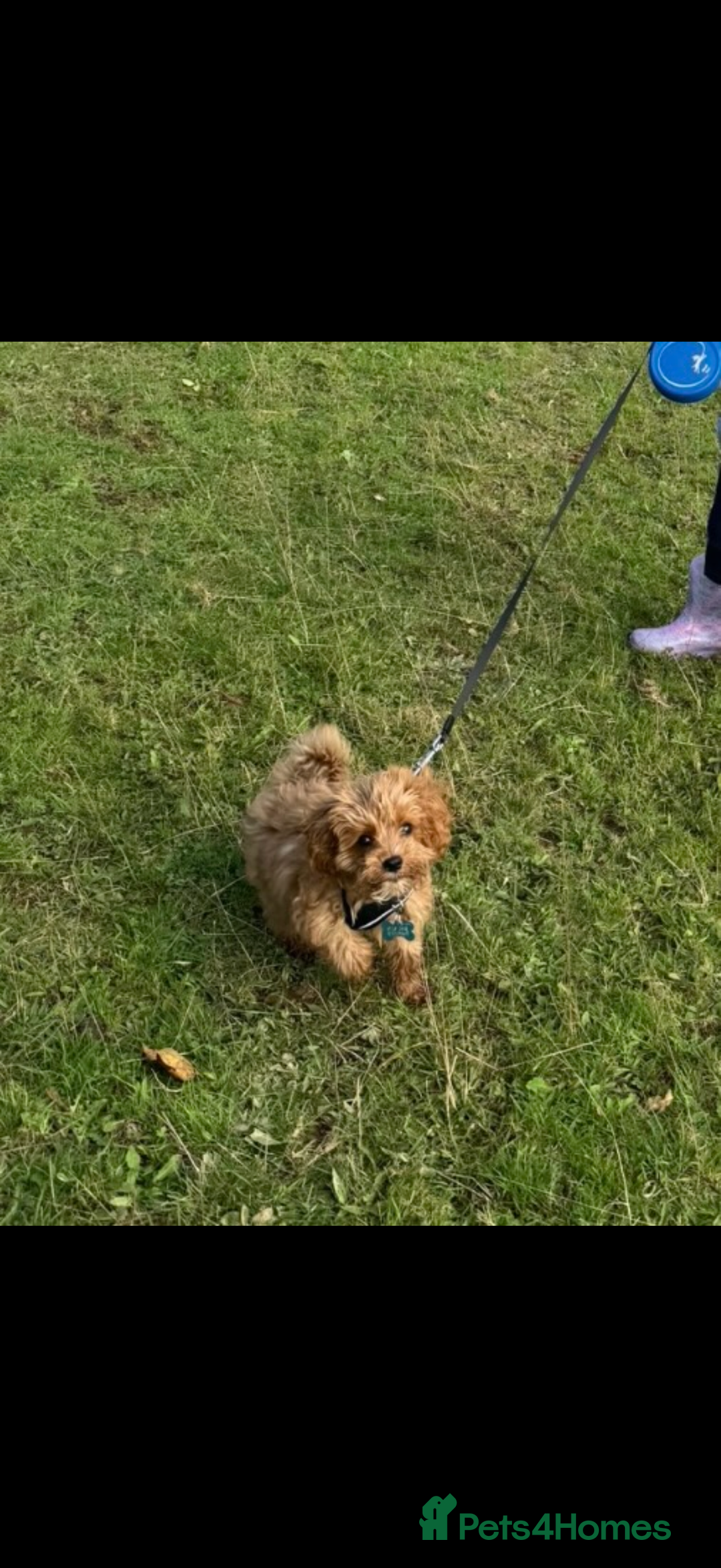 Cavapoo dogs for sale: Male cavapoo for sale  - Advert 4