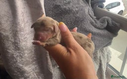 Miniature Dachshund dogs for sale: Mini Dachshund Pups- KC DOB 17/8/25 - Image 2