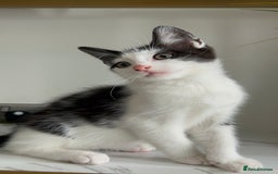 British Shorthair cats for sale: 3: beautiful kitten looking for new home in Slough - Image 7