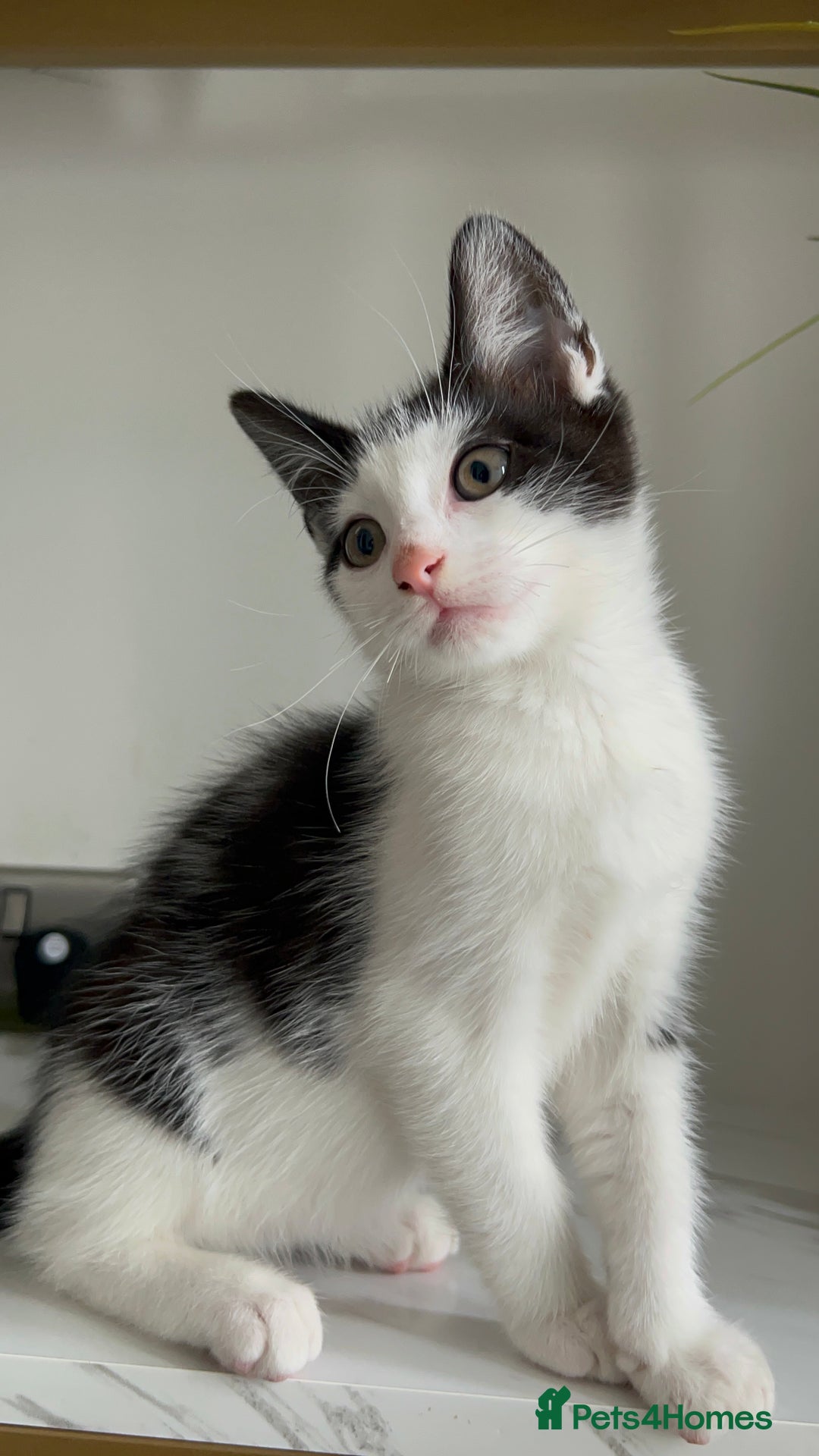 British Shorthair cats for sale: 3: beautiful kitten looking for new home in Slough - Image 7