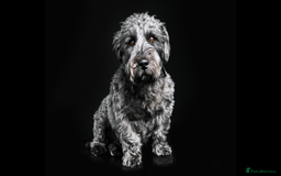 Glen of Imaal Terrier dogs for sale: Beautiful Glen of Imaal Terrier Puppies - Image 2