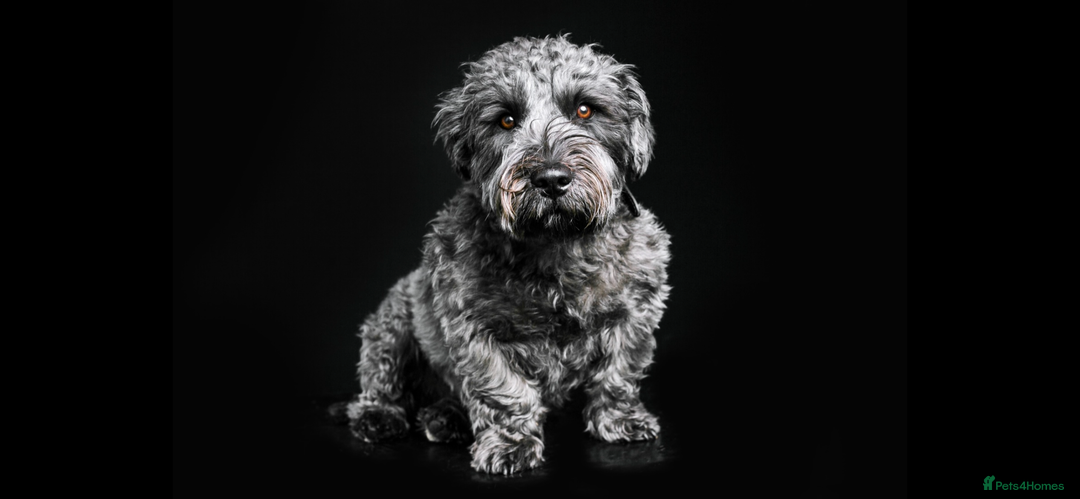 Glen of Imaal Terrier dogs for sale: Beautiful Glen of Imaal Terrier Puppies - Image 2