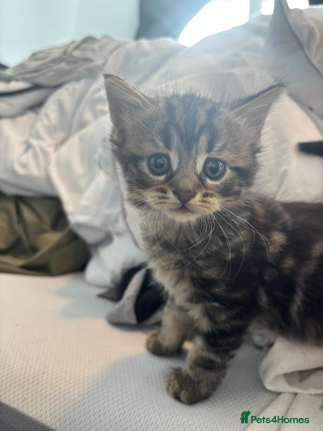 Brazilian Shorthair cats for sale: Kittens Breed From Brazilian Short Haired Mum  - Image 13