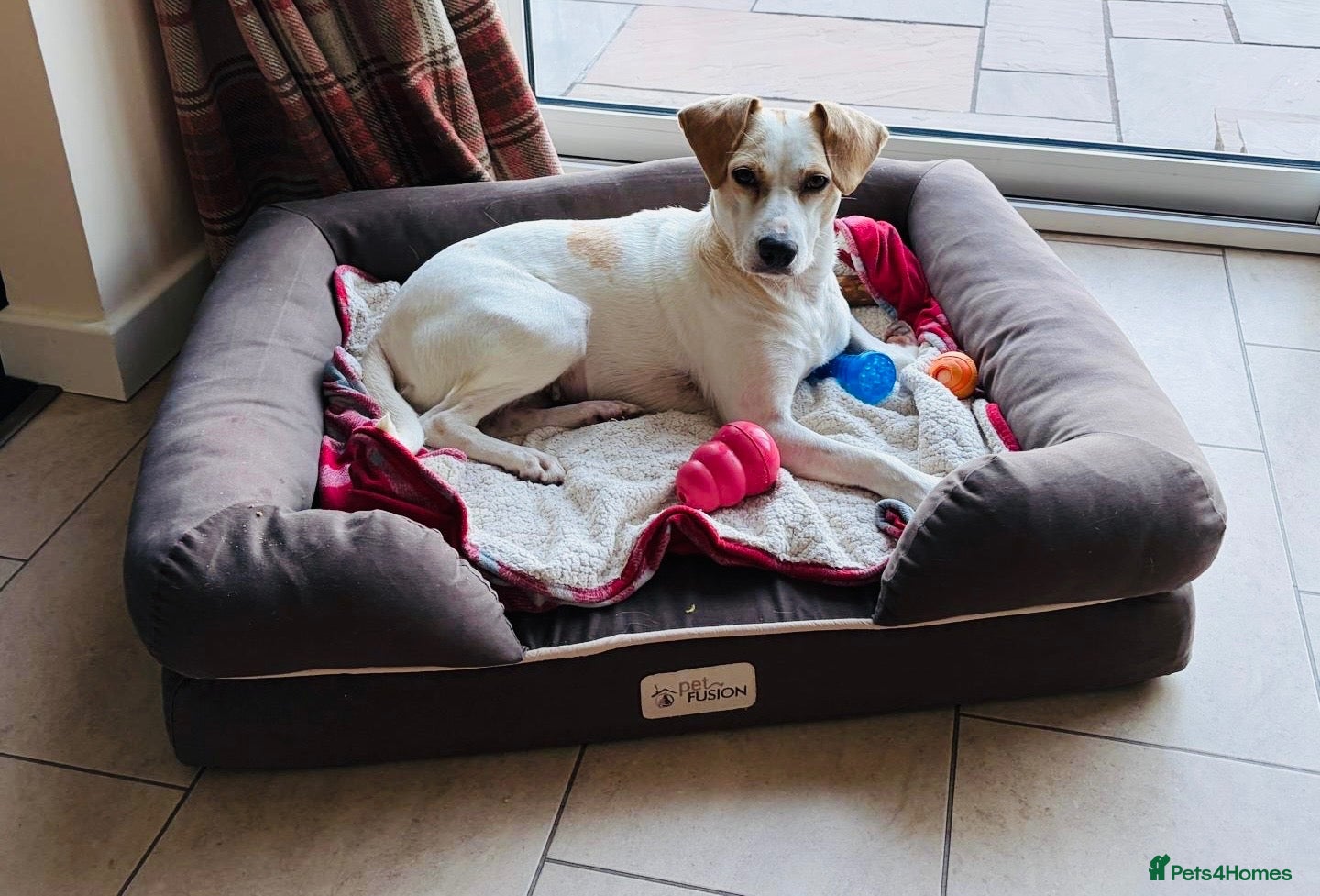 Mixed Breed dogs Meet Polly  - Advert 5