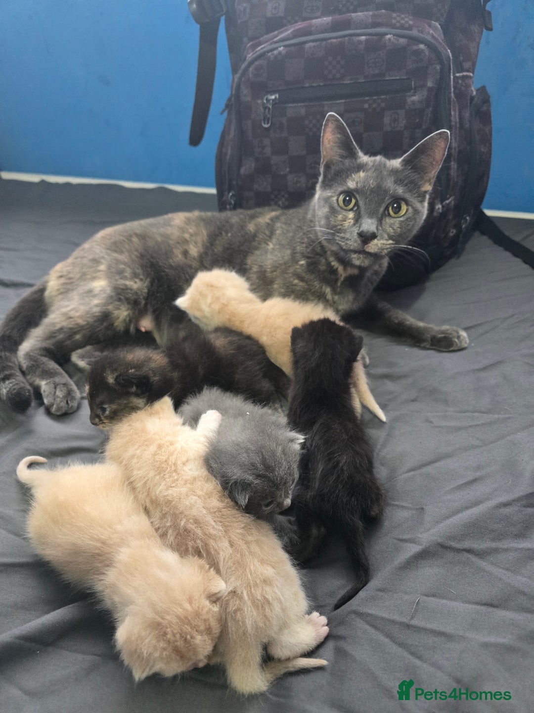 Mixed Breed cats for sale: Mixed breed kittens ready now.  - Image 3