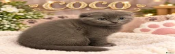 Mixed Breed cats for sale: ‼️ONLY £500 TODAY‼️Stunning Grey female  - Advert 1
