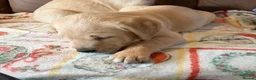 Labrador Retriever dogs for sale: Labrador X Golden retriever  - Advert 14