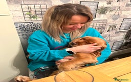 Cocker Spaniel dogs for sale: Meet Daisy – looking for her forever home❤️ - Advert 36