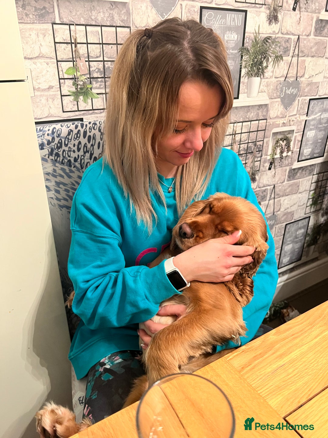 Cocker Spaniel dogs for sale: Meet Daisy – looking for her forever home❤️ - Advert 36