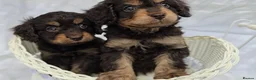 Cavapoo dogs for sale: Miniature rich chocolate & tan Cavapoo puppies  - Advert 8