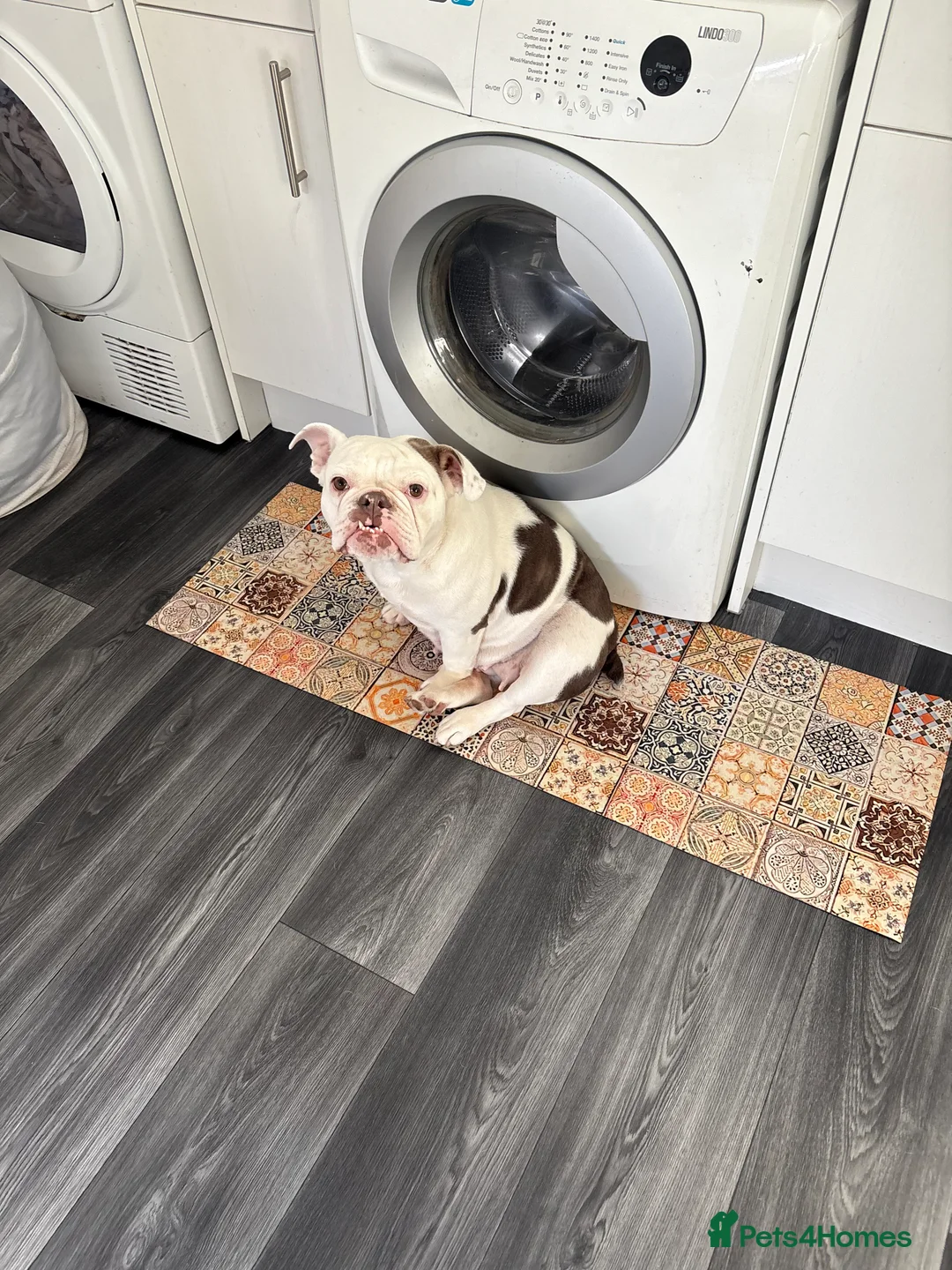 English Bulldog dogs for sale: English bulldog  in Halesowen - Advert 3