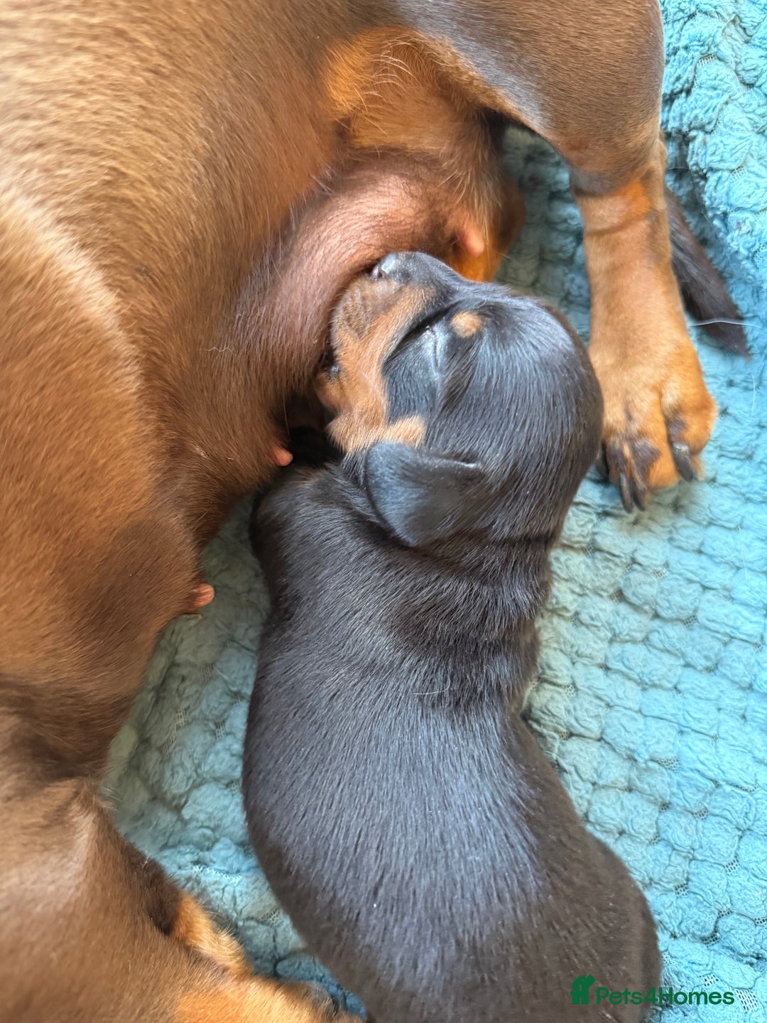Dachshund dogs for sale: Black and Tan dachshund  - Image 3