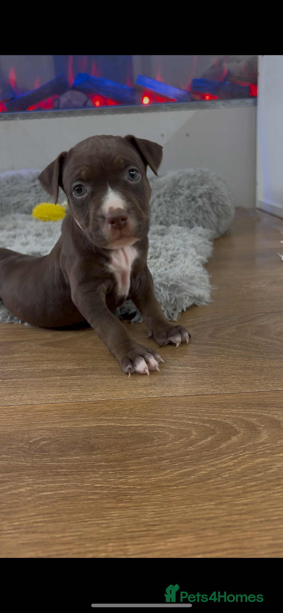 American Bull Staffy dogs for sale: Staffy Bull Puppies - Advert 13