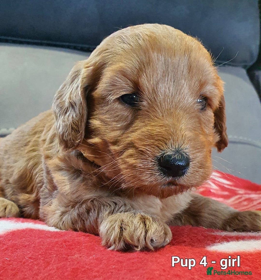 Goldendoodle dogs for sale: F1B Miniature Golden Doodles - Advert 9