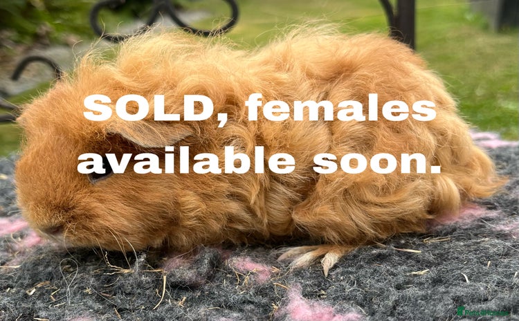 Guinea Pig rodents - Advert 4