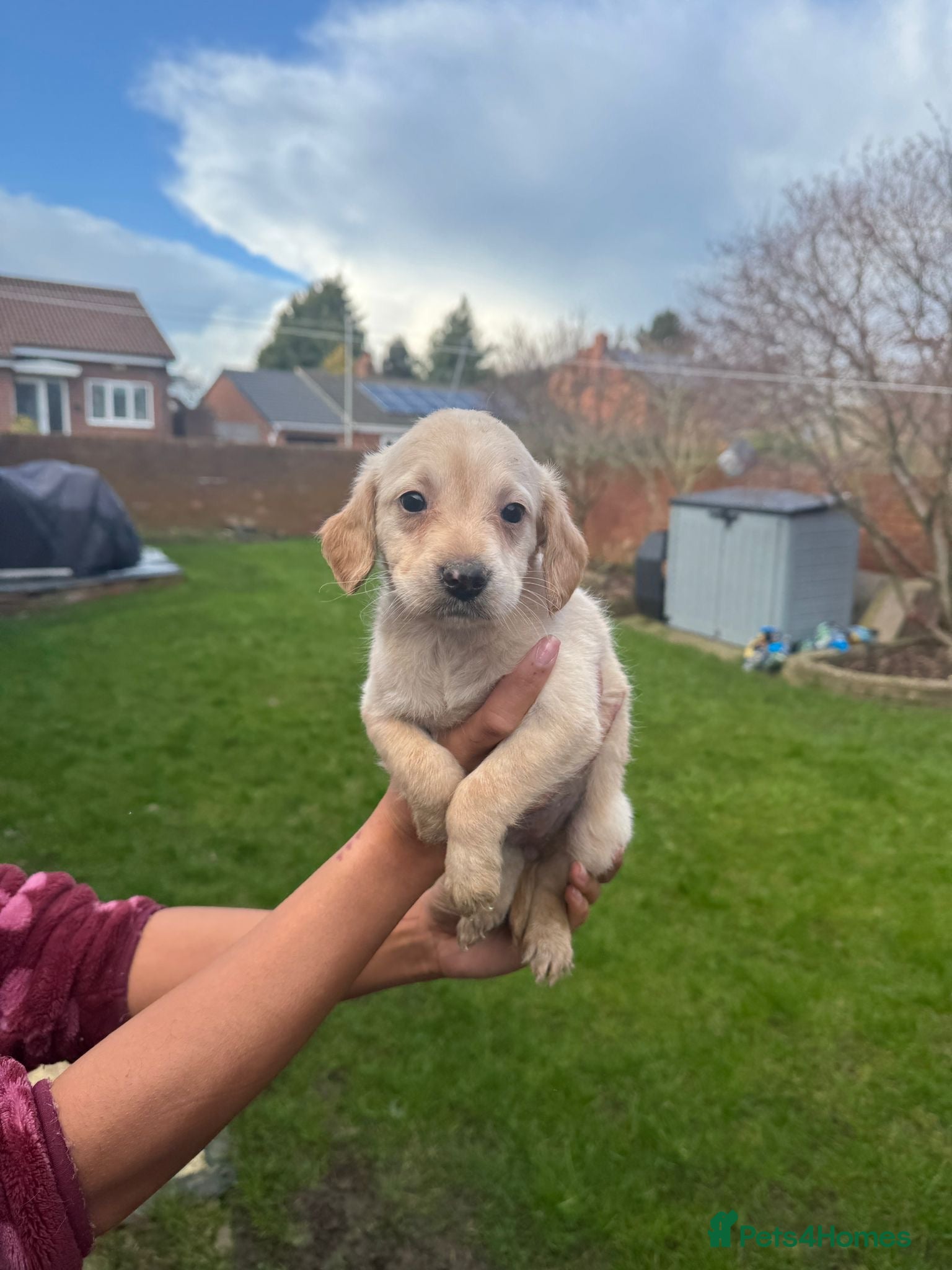 Labradoodle dogs miniature labradoodles pups  - Advert 5