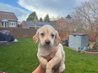 Labradoodle dogs miniature labradoodles pups - Advert 5