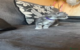Mixed Breed cats for sale: Kittens - Image 2
