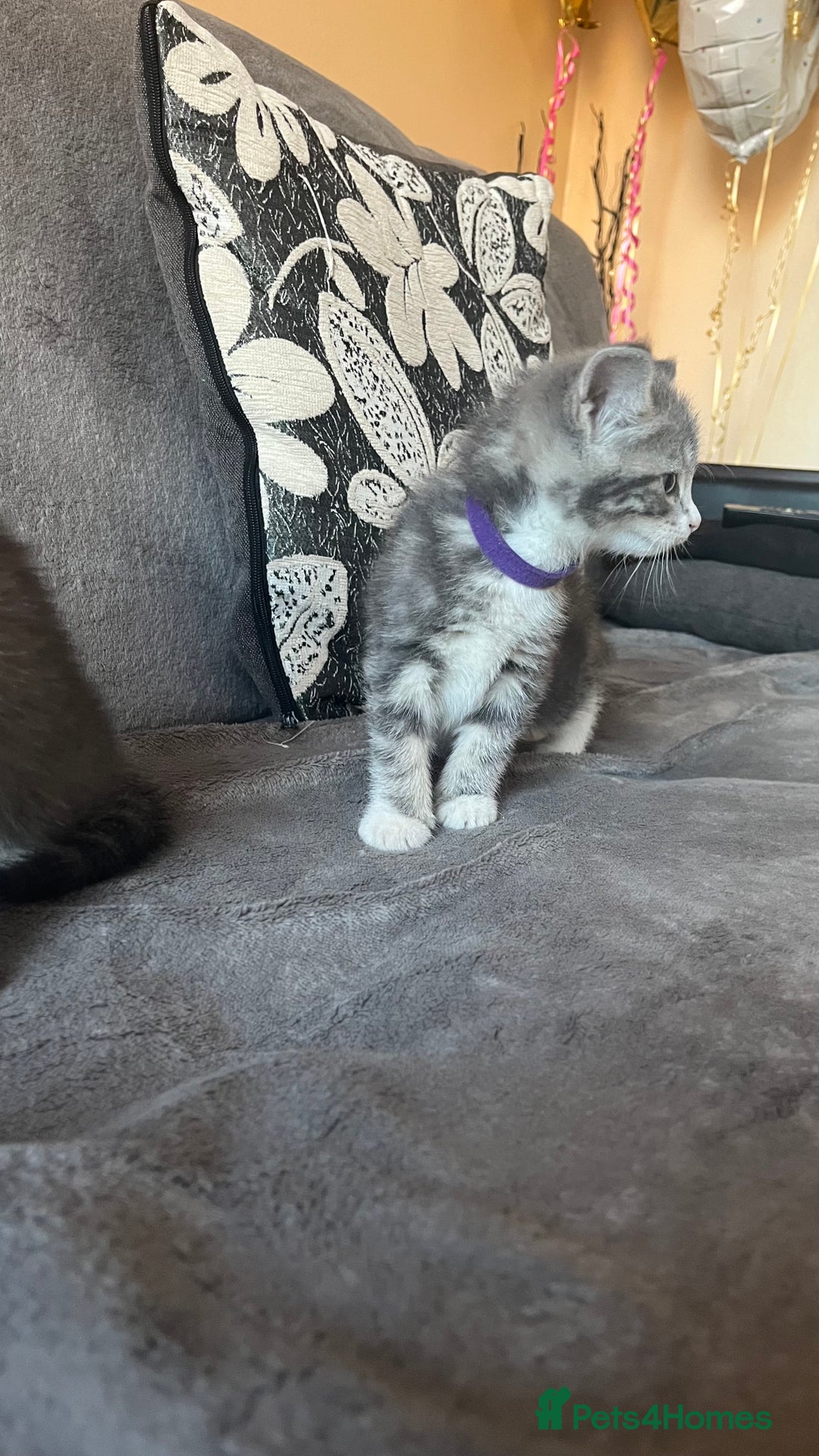 Mixed Breed cats for sale: Kittens - Image 2