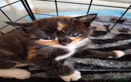 Maine Coon cats for sale: Maine Coon cross kittens  - Image 3