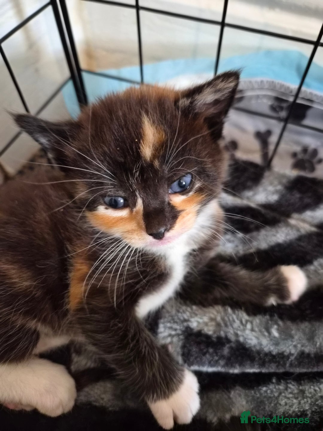 Maine Coon cats for sale: Maine Coon cross kittens  - Image 3