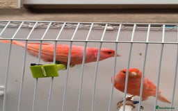 Canaries birds for sale: Beautiful red factor canaries  - Image 3