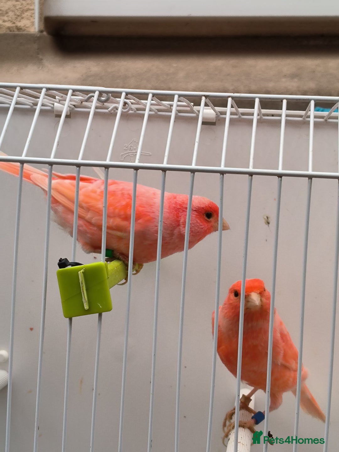 Canaries birds for sale: Beautiful red factor canaries  - Image 3