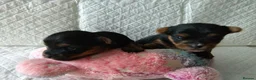 Yorkshire Terrier dogs for sale: 2 Sweter Yorkshire Terrier puppy in Swindon - Advert 4