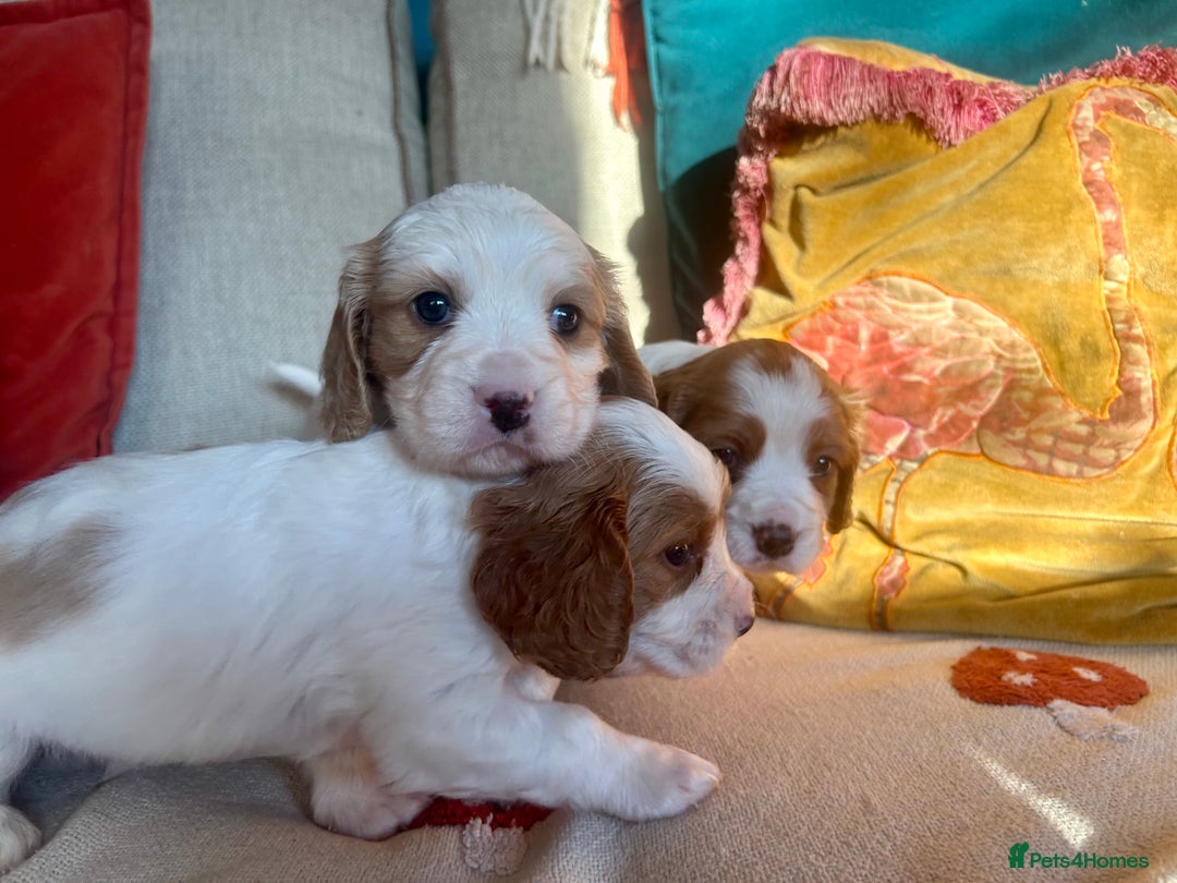Cockalier dogs for sale: Beautiful Litter of Cavalier King Charles X Cocker - Advert 3