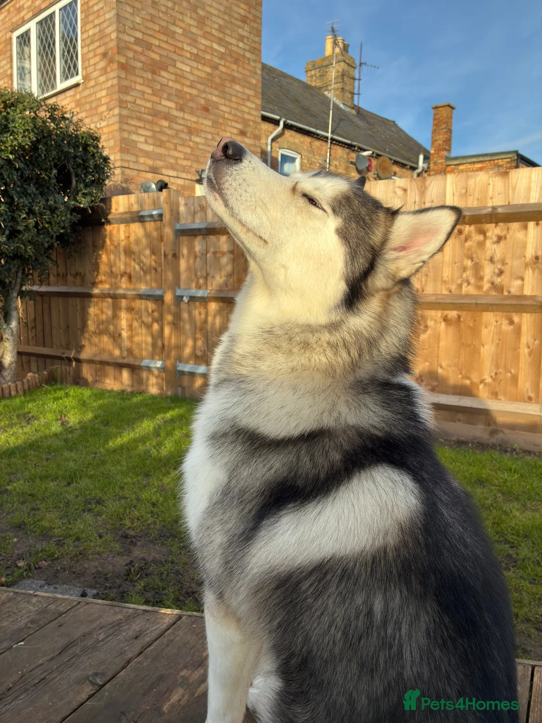 Siberian Husky dogs for stud: Husky malamute mix  - Advert 1