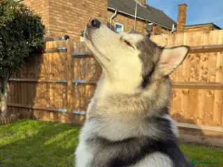 Siberian Husky dogs Husky malamute mix - Advert 2