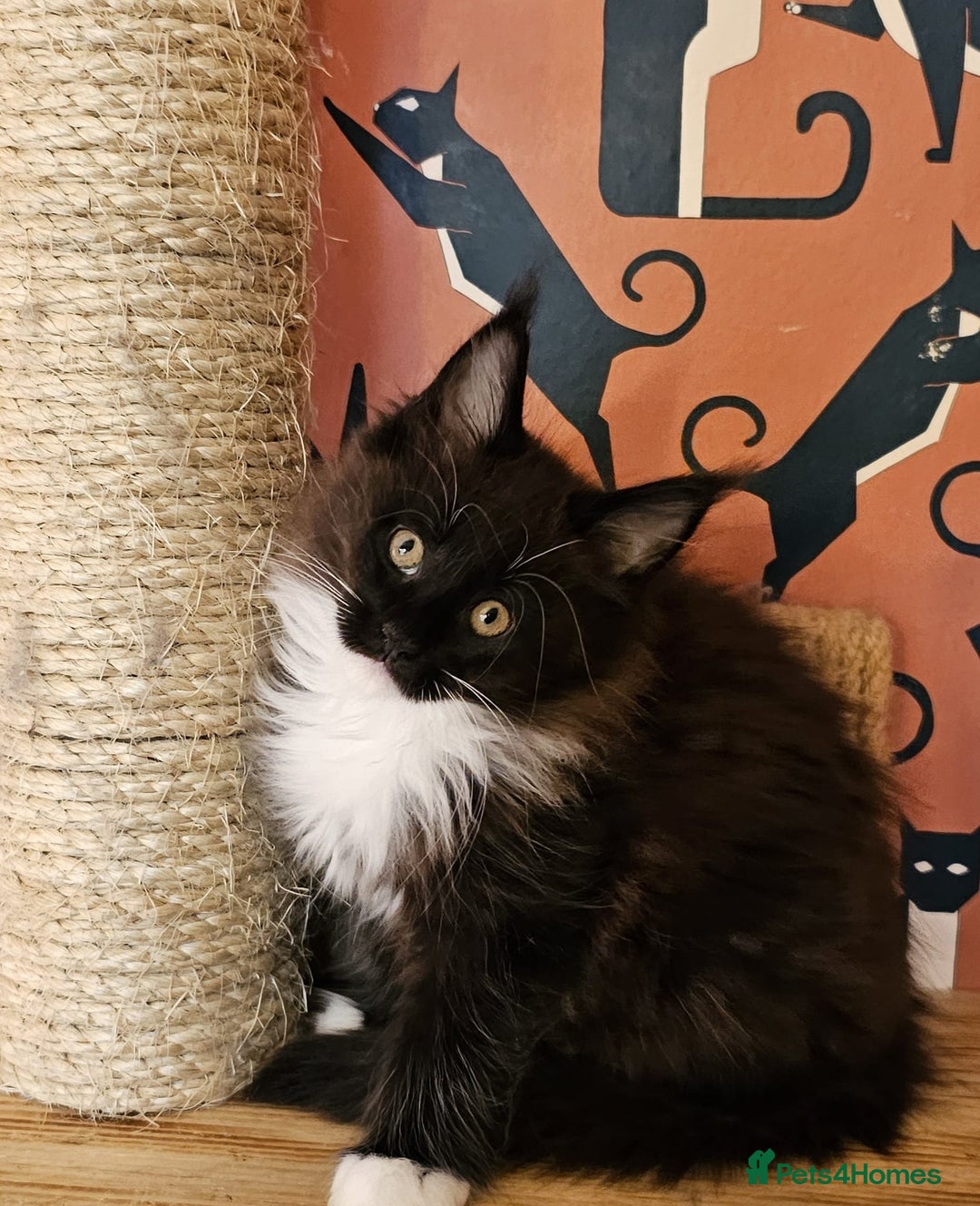 Maine Coon cats for sale: Maine Coons Kittens,  *1 polydactil available* - Advert 17