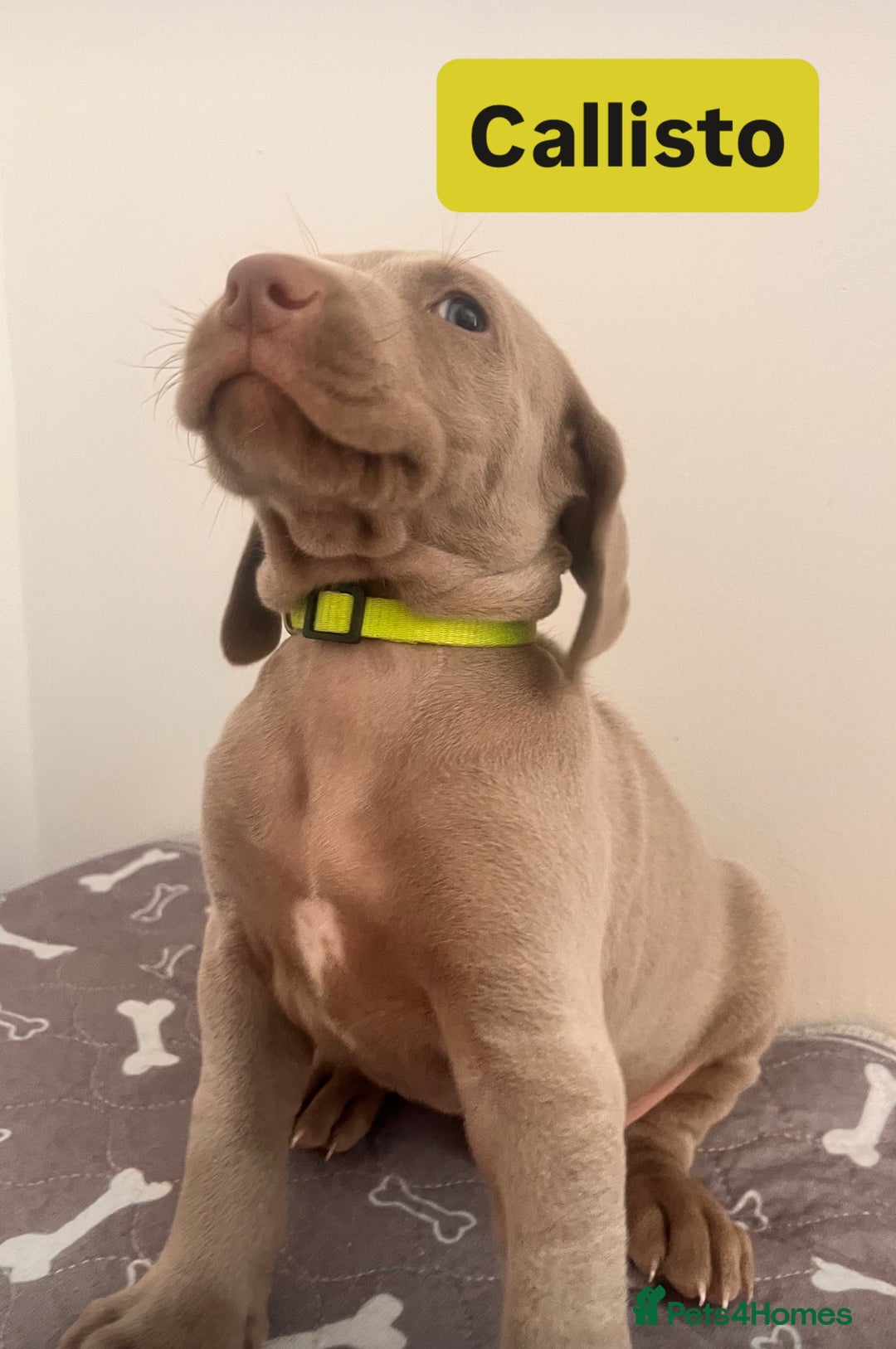 Weimaraner dogs for sale: Weimaraner litter - Image 8