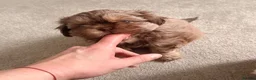 Shih Tzu dogs for sale: Imperial Shih Tzu puppies  - Advert 5