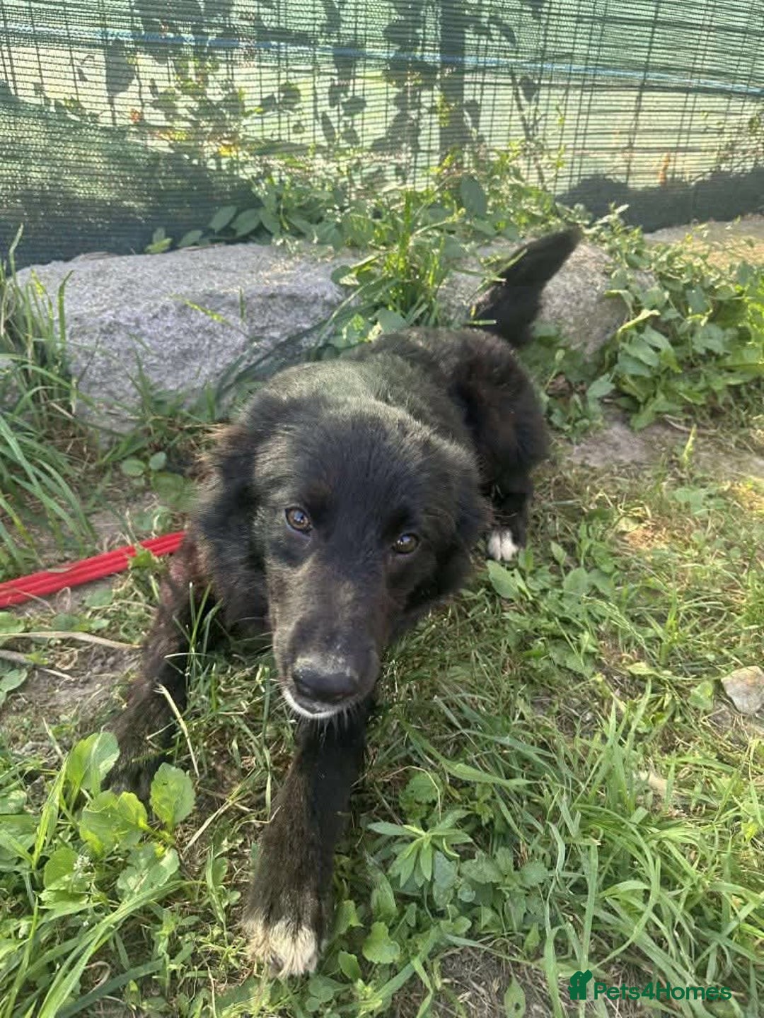 Mixed Breed dogs for adoption: Meet Matilda, currently residing in Cheshire  - Image 6
