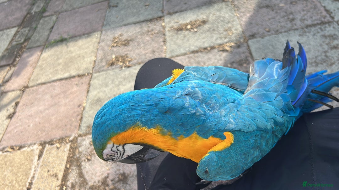 Macaws birds for sale: Green and Blue Macaw and Green Wing Macaw for Sale - Image 11