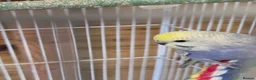 Budgerigars birds for sale: Gorgeous Baby Budgies  - Advert 4