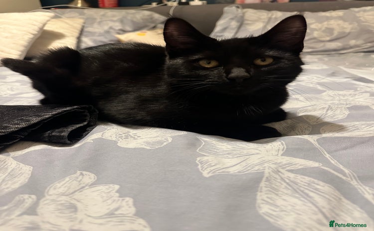 Domestic Shorthair cats - Advert 15