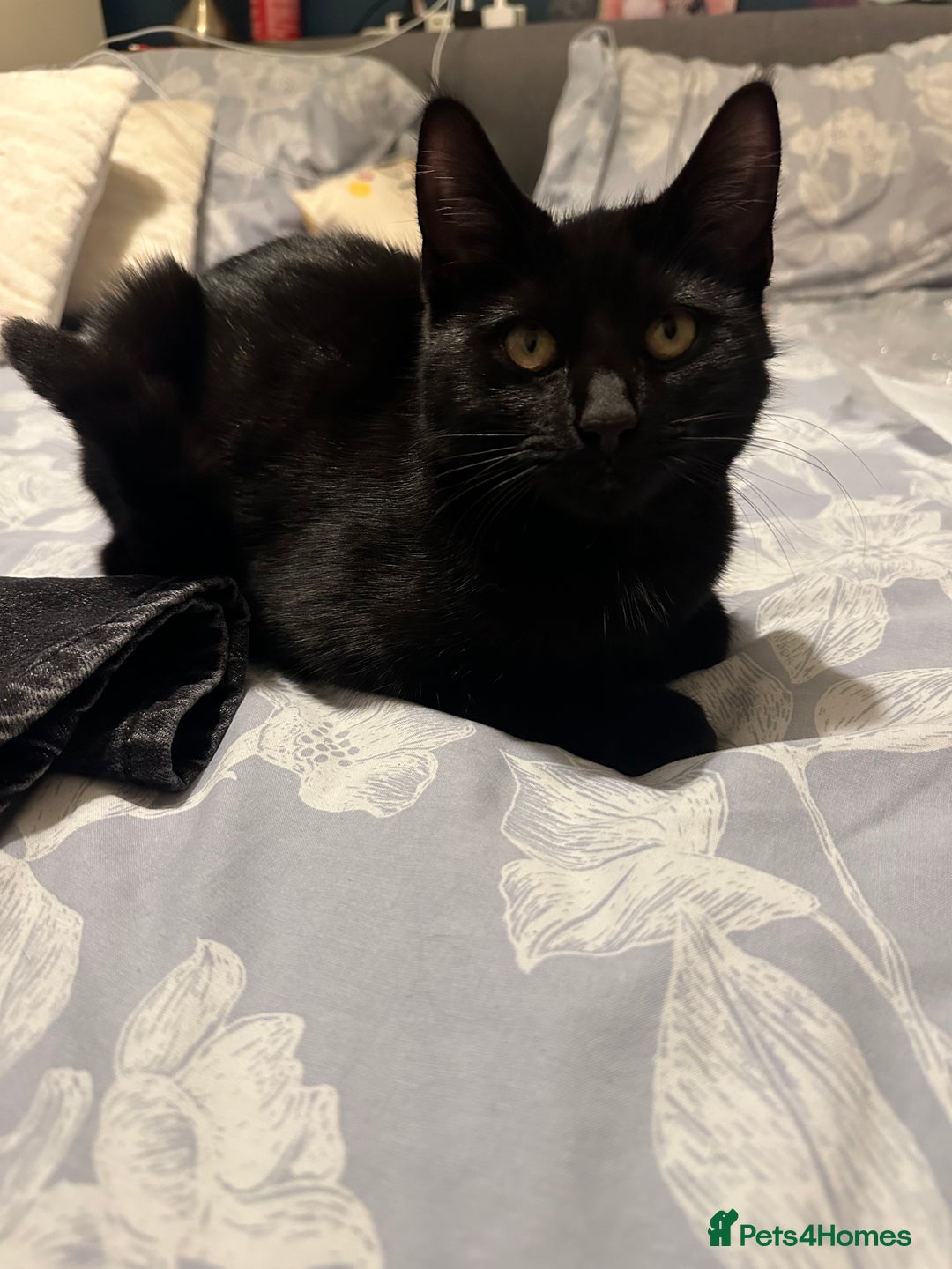 Domestic Shorthair cats for sale: Domestic Shorthair cat for free - Image 1
