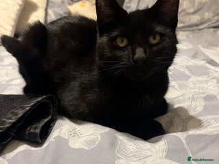 Domestic Shorthair cats - Advert 3